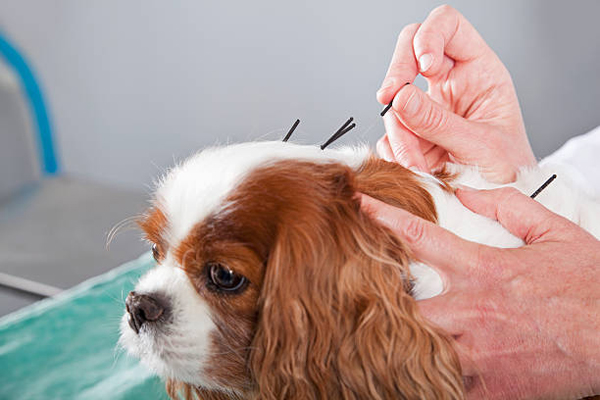 Female veterinarian treating dog with acupuncture. Pet Acupuncture Consultation