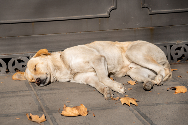 homeless stray dog sleeping on the street Pet Body Care Assistance