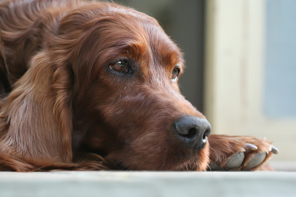 Pet-In-home-Euthanasia