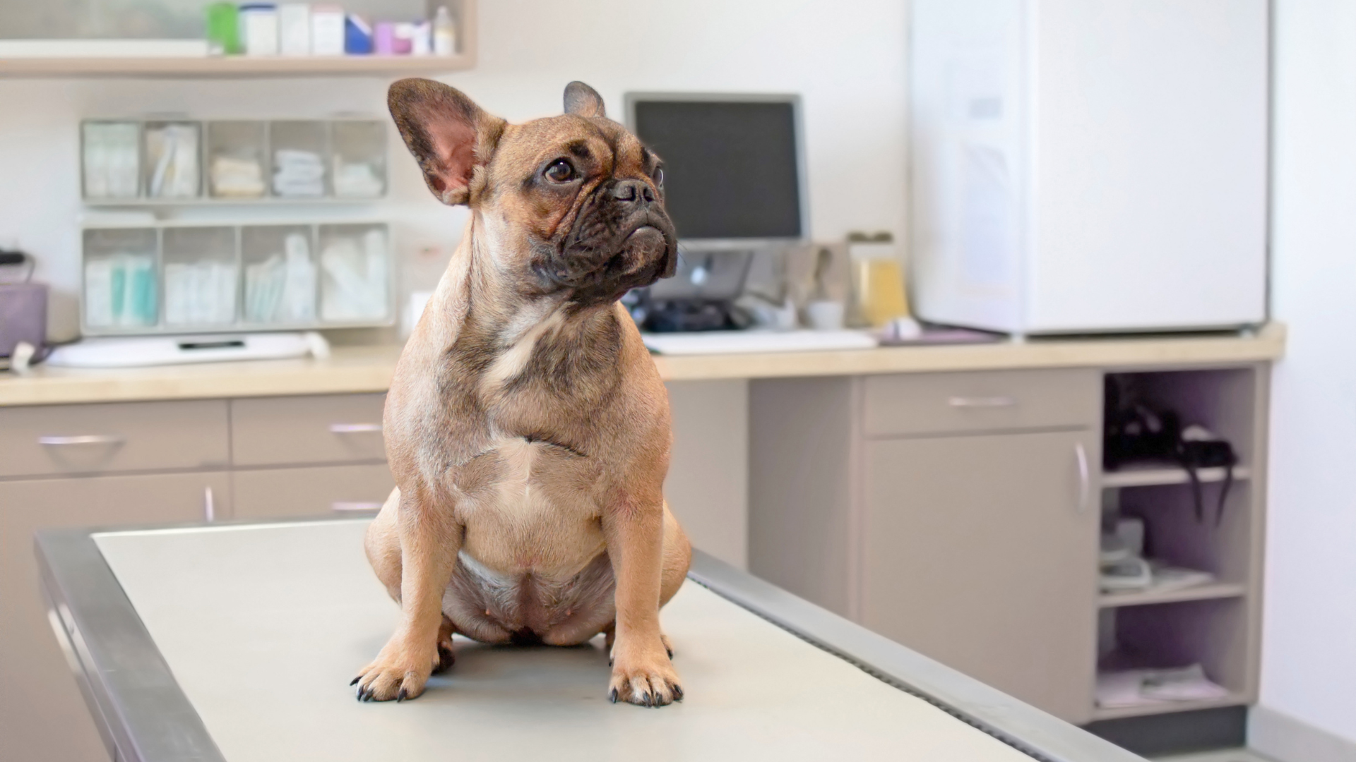 Pet Quality of Life Consultation