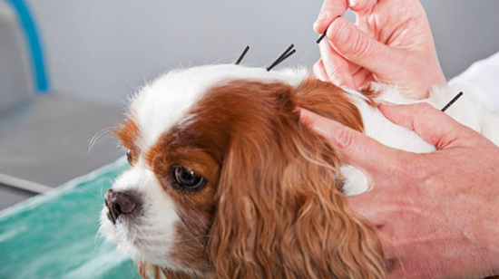 Pet Acupuncture Consultation